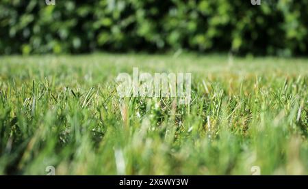 Gros plan sur la pelouse de prairie verte dans le jardin Banque D'Images