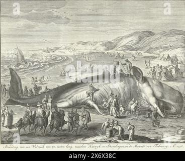 Baleine échouée à Berckhey, 1598, échouage d'une baleine de 70 pieds de longueur, entre Katwyk et Schevelingen, au mois de février, Ao. 1598 (titre sur l'objet), la baleine (cachalot) échouée le 2 février 1598 sur la plage de Berckhey entre Katwijk et Scheveningen. Avec de nombreux visiteurs sur la plage. Au premier plan quelques cavaliers, derrière les animaux et les wagons sur la plage. Copie d'après l'original de Jacob Matham., impression, imprimeur : Gilliam van der Gouwen, après impression par : Jacob Matham, après dessin par : Hendrick Goltzius, pays-Bas du Nord, 1679 - 1681 et/ou 1730, papier Banque D'Images