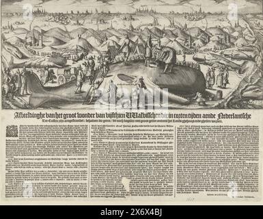 Baleines bloquées entre 1519-1617 sur la côte néerlandaise, 1617, image de la grande merveille de quinze baleines qui ont été bloquées sur la côte de la mer néerlandaise ces derniers temps : à l'exception de celles qui ne sont pas entendues quotidiennement avec beaucoup de bruit autour du pays et sont tuées. (Titre sur l'objet), vue d'ensemble des baleines échouées sur la côte néerlandaise entre les années 1519 et 1617. Au premier plan se trouve un grand cachalot qui est grimpé et mesuré. Plusieurs cachalots échoués sur la plage de la mer du Nord à gauche et à droite de Wijk aan Zee à ter Heijde. La performance mentionne le lavage Banque D'Images