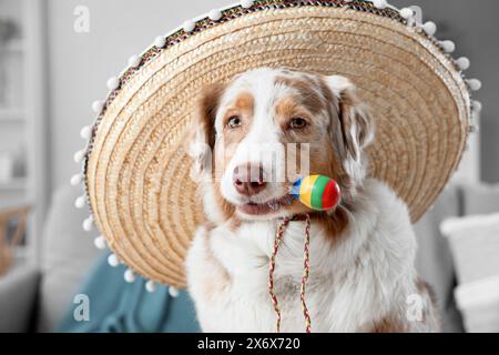 Chien berger australien mignon avec sombrero et maracas à la maison Banque D'Images