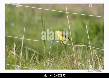 Yellow Wagtail, Norfolk, mai 2024 Banque D'Images