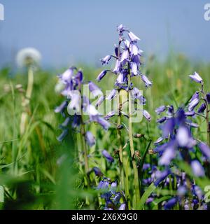 Les lustres côtiers et les pissenlits sur le sommet de la falaise surplombant la mer du Nord à Whitley Bay, North Tyneside Banque D'Images