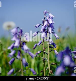 Les lustres côtiers et les pissenlits sur le sommet de la falaise surplombant la mer du Nord à Whitley Bay, North Tyneside Banque D'Images