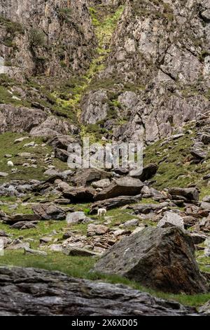 Les chèvres de montagne naviguent sur les pentes abruptes et rocheuses de leur habitat naturel, mettant en valeur l'adaptation de la faune Banque D'Images