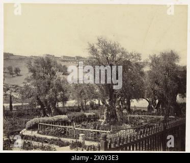 Jardin de Gethsémané sur le Mont des oliviers près de Jérusalem, Jérusalem - vue à Gethsémané, regardant vers Jérusalem (titre sur l'objet), photographies de Bedford du Tour à l'est de S.A.R. le Prince de Galles (titre de la série), photographie, Francis Bedford, (mentionné sur l'objet), éditeur: Day & Co., (mentionné sur l'objet), Londres, 2-mars-1862, carton, impression albumen, hauteur, 225 mm × largeur, 281 mm Banque D'Images
