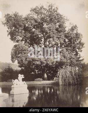 Camphre (Laurus camphora) dans le jardin de Villa Pallavicini à Pegli, Villa Pallavicini. Laurus Camfora (titre sur l'objet), partie de l'album de voyage avec des photos de sites à Gênes, Florence et Venise., photographie, Celestino Degoix, (attribué à), Pegli, c. 1870 - c. 1890, papier, impression albumine, hauteur, 277 mm × largeur, 215 mm Banque D'Images