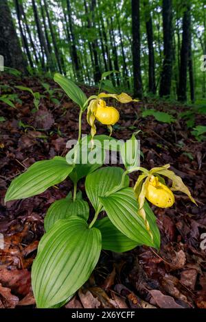 Grande orchidée jaune (Cypripedium parviflorum var. Pubescens) - Forêt récréative de DuPont, Cedar Mountain, près de Brevard, Californie du Nord Banque D'Images