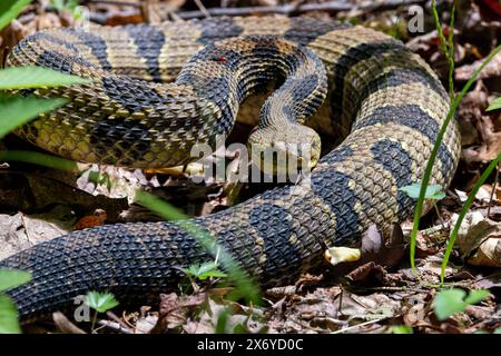 Serpent à sonnette à bois (Crotalus horridus) - forêt nationale de Pisgah - Brevard, Caroline du Nord, États-Unis Banque D'Images