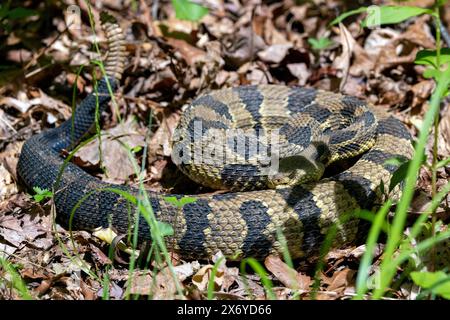 Serpent à sonnette à bois (Crotalus horridus) - forêt nationale de Pisgah - Brevard, Caroline du Nord, États-Unis Banque D'Images