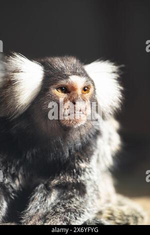 Marmoset commun petit singe vit en Amérique du Sud trouvé en Bolivie, au Brésil, en Colombie, en Équateur, au Paraguay et au Pérou. Le marmoset commun aussi appelé whi Banque D'Images