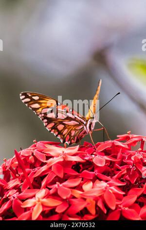 Gros plan extrême d'un papillon fritellaire du golfe. Banque D'Images