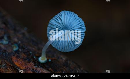 Image macro du champignon parasol de Mycena interrupta Pixie sur le sol forestier dans les pentes de la forêt tropicale du mont Wellington kunanyi, Hobart, Tasmanie, Australie Banque D'Images