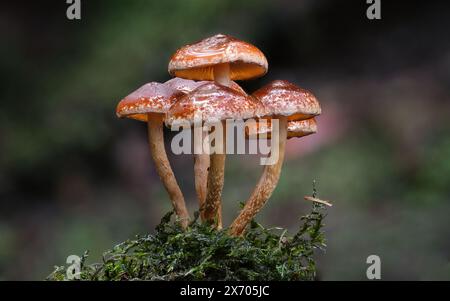 Image macro de champignons Hypholoma fasciculare var armeniacum dans les pentes de la forêt tropicale du mont Wellington kunanyi, Hobart, Tasmanie, Australie Banque D'Images