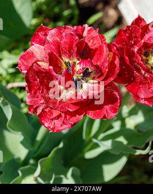 'Nachtwacht, veille de nuit' double tulipe précoce, Tidig fylld tulpan (Tulipa gesneriana) Banque D'Images