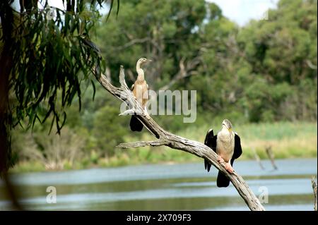 « Elle a dit non » - un dard mâle brisé (Anhinga melanogaster) est assis sur une branche d'arbre morte au lac Jells Park à Victoria, en Australie. Banque D'Images