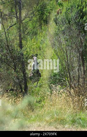 Je faisais de la randonnée dans le parc national de Churchill quand je suis tombé sur une foule de kangourous gris de l’est (Macropus Gigantus). Ils ont décollé - sauf celui-ci ! Banque D'Images