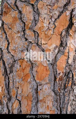 Vue rapprochée de la texture rugueuse de l'écorce d'arbre à la lumière du jour Banque D'Images