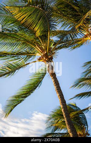 Vue de dessous palmiers contre un ciel bleu. Green Palm arbre sur fond de ciel bleu. Banque D'Images