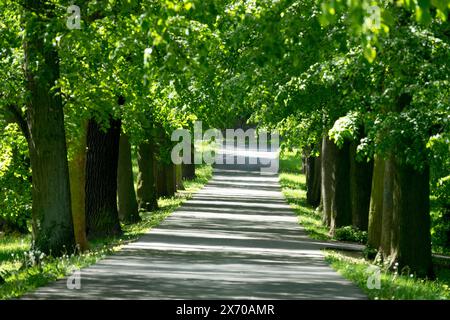 Ruelle printanière de tilleuls Banque D'Images