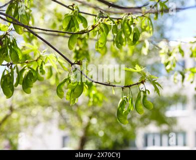 Feuilles et graines de Box Elder (Acer negundo) ou d'érable à feuilles de frêne au printemps. Image floue, mise au point sélective Banque D'Images