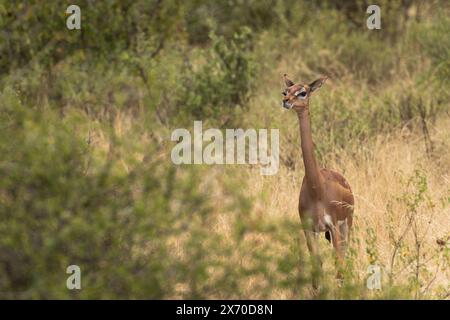 Gazelle gerenuk ou girafe, Litocranius walleri, Bovidae, Buffalo Spring Reserve, Samburu National Reserve, Kenya, Afrique Banque D'Images