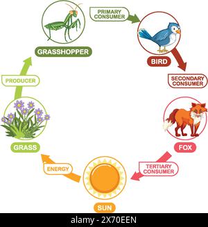 Décrit un cycle simple de la chaîne alimentaire Illustration de Vecteur