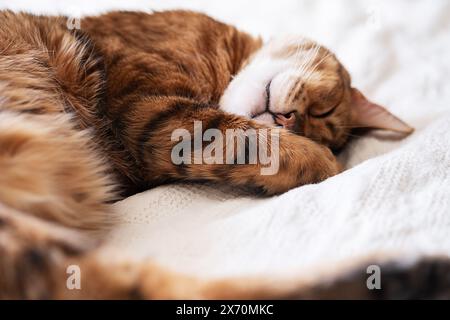 Chat bengale mignon sieste dans le lit. Banque D'Images