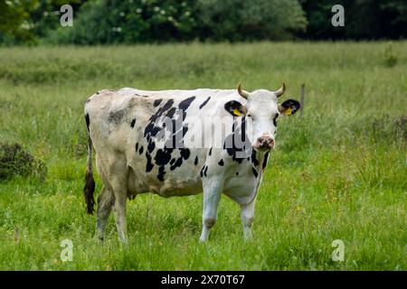 Milchkuh der Rasse Holstein Friesian in Weidehaltung in der Pfalz *** vache laitière de race Holstein Friesian pâturant dans le Palatinat Copyright : xUdoxHerrmannx Banque D'Images