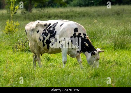 Milchkuh der Rasse Holstein Friesian in Weidehaltung in der Pfalz *** vache laitière de race Holstein Friesian pâturant dans le Palatinat Copyright : xUdoxHerrmannx Banque D'Images