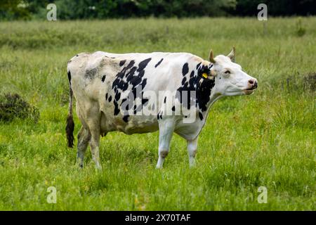 Milchkuh der Rasse Holstein Friesian in Weidehaltung in der Pfalz *** vache laitière de race Holstein Friesian pâturant dans le Palatinat Copyright : xUdoxHerrmannx Banque D'Images