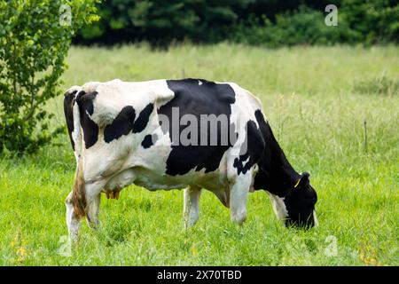 Milchkuh der Rasse Deutsches Schwarzbuntes Niederungsrind in Weidehaltung in der Pfalz *** vache laitière de race allemande Black and Tan Lowland pâturant dans le Palatinat Copyright : xUdoxHerrmannx Banque D'Images