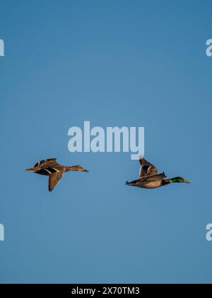 canards volant dans le ciel bleu Banque D'Images