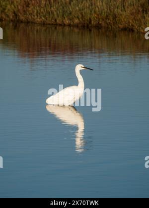 Grande gorge (Ardea alba) également connue sous le nom d'aigrette commune. Petite Aigrette (Egretta garzetta) petite Aigrette, Aigrette enneigée volant au-dessus de l'eau. Banque D'Images