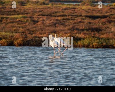 Scène des animaux sauvages de la nature. Flamingo dans l'habitat naturel. Bel oiseau d'eau. Grand oiseau rose Grand Flamingo, Phoenicopterus ruber, dans l'eau, Banque D'Images