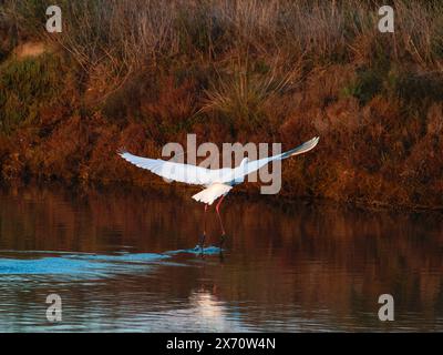 Grande gorge (Ardea alba) également connue sous le nom d'aigrette commune. Petite Aigrette (Egretta garzetta) petite Aigrette, Aigrette enneigée volant au-dessus de l'eau. Banque D'Images