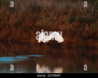 Grande gorge (Ardea alba) également connue sous le nom d'aigrette commune. Petite Aigrette (Egretta garzetta) petite Aigrette, Aigrette enneigée volant au-dessus de l'eau. Banque D'Images