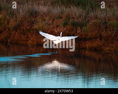 Grande gorge (Ardea alba) également connue sous le nom d'aigrette commune. Petite Aigrette (Egretta garzetta) petite Aigrette, Aigrette enneigée volant au-dessus de l'eau. Banque D'Images