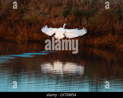 Grande gorge (Ardea alba) également connue sous le nom d'aigrette commune. Petite Aigrette (Egretta garzetta) petite Aigrette, Aigrette enneigée volant au-dessus de l'eau. Banque D'Images