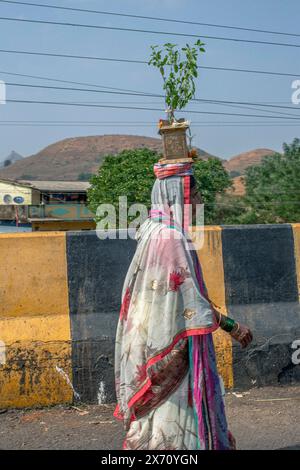 Femme indienne portant un sari portant une plante en pot sur sa tête près de Nashik, Maharashtra, Inde . Banque D'Images