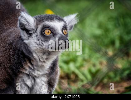 Gros plan photo du zoo animalier de lémuriens à queue annulaire Madagascar Banque D'Images