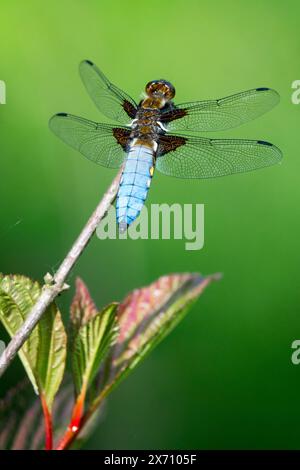 Corsé Chaser Libellula depressa insecte mâle sur Banque D'Images
