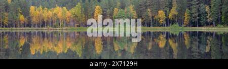 Forêt d'automne avec des bouleaux jaunes reflétant dans un lac miroir, panorama des locations Banque D'Images