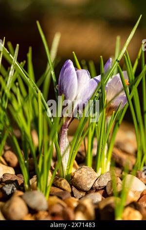 Superbe et petiteCrocus biflorus 'Blue Pearl' en fleur. Prêt à imprimer gros plan naturel, haute résolution. portrait de plante à fleurs Banque D'Images