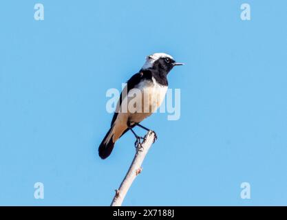 Chypre Wheatear (Oenanthe cypriaca) Troodos, Chypre. Banque D'Images