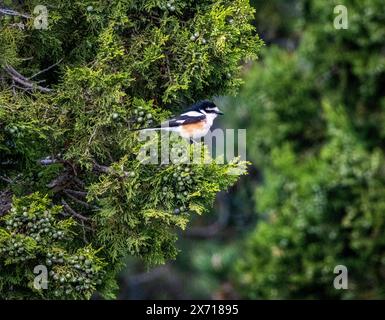 Shrike masqué (Lanius nubicus) perché dans un arbre, Troodos, Chypre Banque D'Images