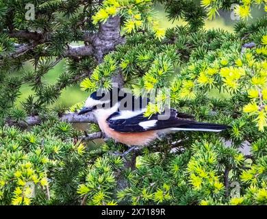 Shrike masqué (Lanius nubicus) perché dans un arbre, Troodos, Chypre Banque D'Images