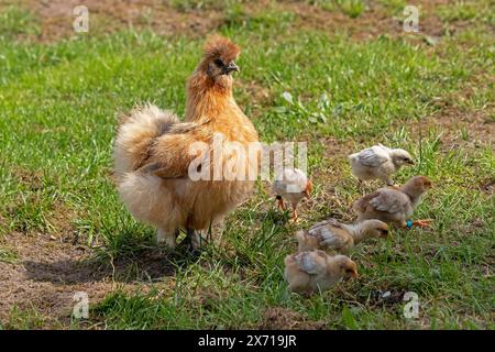 Poule soyeux avec poussins Wyandotte, Wittorf, commune Bardowick, basse-Saxe, Allemagne Banque D'Images