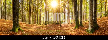 Herbst im Buchenwald Panorama von vielen Buchen im Herbst in einem Wald BEI Füssen im Allgäu mit sonne im Gegenlicht *** automne dans une forêt de hêtres Pano Banque D'Images