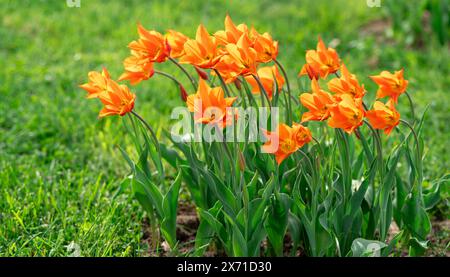 De belles tulipes oranges fleurissent dans le jardin de printemps. Mise au point sélective Banque D'Images