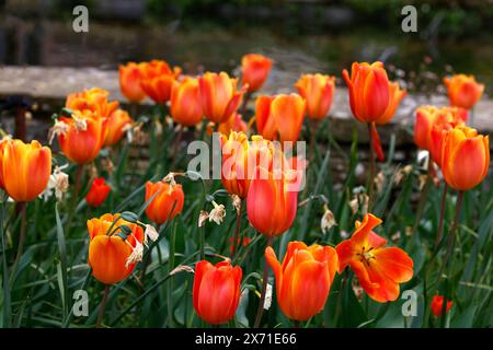 Gros plan sur les fleurs orange jaune de la tulipe de jardin à floraison printanière tardive Tulipa Annie Schilder. Banque D'Images